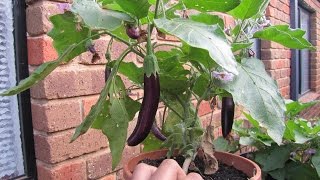 Eggplants flowering and fruiting [upl. by Bo121]