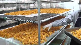 RSTDC Thailand  Cordyceps Mushroom Harvesting at Chiangrai [upl. by Arracot]