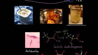 Fermentación del ácido láctico  Respiración celular  Biología  Khan Academy en Español [upl. by Tyne]