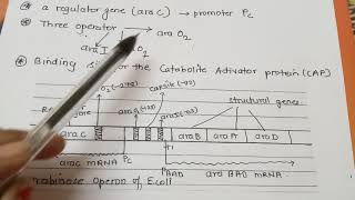 Arabinose Operon Part 2 Dr Preeti Dharmik [upl. by Conley860]