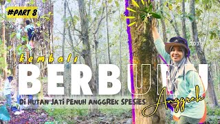 Berburu Anggrek Bulan di hutan masak iya PERBURUAN ANGGREK DI KAPAS IJO  BERBURU ANGGREK PART8 [upl. by Cence]