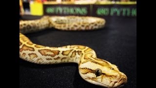 How To Care For A Burmese Python [upl. by Dor565]