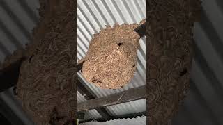 Hornet Nest 🐝 hornet bees shortsvideo [upl. by Stiegler880]