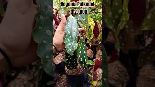 Begonia polkadot cwakep tanamanhiasbegonia garden begonias [upl. by Izak494]