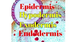 Epidermis Endodermis Exodermis Hypodermis Epiblema  Exodermis amp Hypodermis in plant anatomy [upl. by Jacobs]