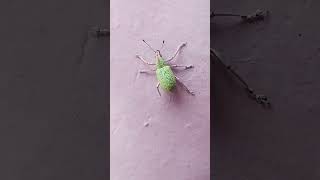 curculionoidea insecto coleoptera youtube youtubevideo videoviral video shortsviral short [upl. by Wallas676]