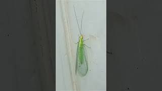 Chrysoperla carnea  Green Green Lacewing  Greeny Transparent Lacewing [upl. by Zitah]