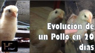 Evolución y cambios de un Pollito de 20 días de Nacido quotPIKITOquot [upl. by Ameehsat692]