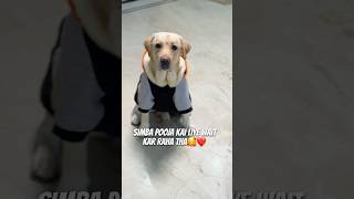 Sanskari Simba❤️🥰 vlog minivlog doglover dogshorts ytshorts dailyvlog dog pets [upl. by Arutek]