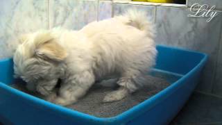 lily  puppy litter box training [upl. by Brendin326]