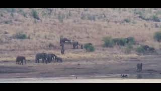 herd of elephants moving away from drinking water in Kruger [upl. by Rikki768]