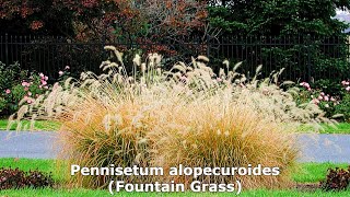 Pennisetum alopecuroides Fountain Grass Amazing Easy to Grow Highly Decorative Ornamental Grass [upl. by Barnes626]