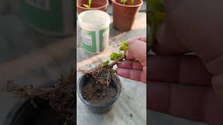 trendingantifungal treatment hydrangea plant repottingsavings a dying plant 💞 [upl. by Leuqim]