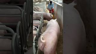 Pigfarming youtubeshorts shortvideo [upl. by Orelee]