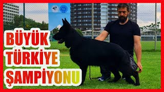 KÖPEKLERİM YENİDEN BENİ GURURLANDIRDI almankurdu [upl. by Nagaem]