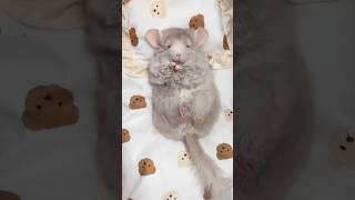 animallover animal pets cute animals pet funny lovely shortvideo shorts cincila shorts [upl. by Aeht608]