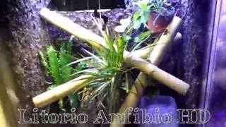 Phelsuma madagascarensis quotgrandisquot cuidados basicos [upl. by Inohs]