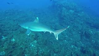 Silvertip Sharks at El Cañon [upl. by Candie]