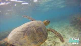 THE HAWAIIAN GREEN SEA TURTLE  THE HONU  HD quotWaydes World Hawaiiquot [upl. by Busey]