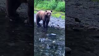 Too Close To a Bear [upl. by Erin]