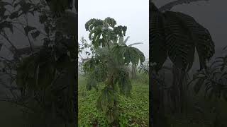 Uva de arbol en el bosque de alimentos [upl. by Antonina]