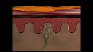 Physiology of nociceptive pain [upl. by Sada]