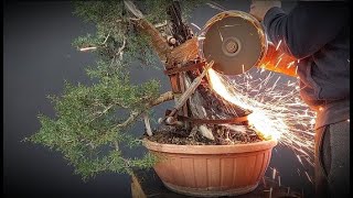 Bonsai Cupressus 5 stage 1 How to make bonsai [upl. by Llenil]