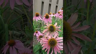 Eastern Purple Coneflower Echinacea purpurea in Sunflower Family  Observed in Description [upl. by Dido]