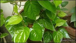 PaanBetel Leaf plant how to grow in pots for Balcony [upl. by Haimehen601]