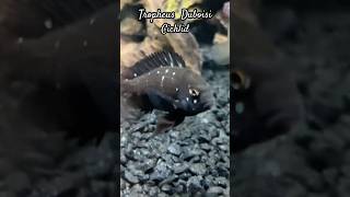 Cichlid Community Fishtank Tropheus Duboisi fyfyptrendingshortsviral aquariumhobby cichlidtank [upl. by Woermer]