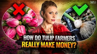 Tulip business in the Netherlands How do tulip farmers really make money [upl. by Orelu]