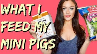 Mini Pig Diet  What To Feed Your Pet Pig [upl. by Sadnalor]