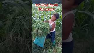 GAK WANI NGARIT GAK LANANG [upl. by Tnecnev]