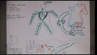 Lymph  মাত্র ৫ মিনিট [upl. by Aljan226]