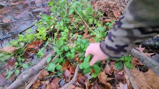 Harvesting Stinging Nettles and Mint 111024 [upl. by Adnarem954]