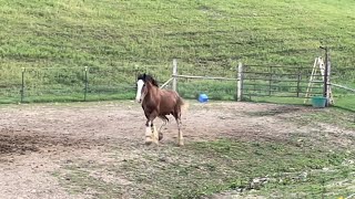 CLYDESDALE HORSE UPDATE  Oliver Video Compilation [upl. by Leur]