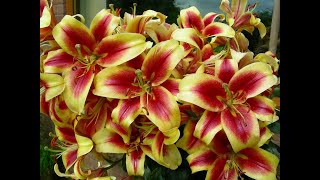 How we grow beautiful perfumed Oriental Lilies in pots and in borders [upl. by Hsenid]