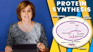 Protein Synthesis  Transcription amp Translation  DNA mRNA tRNA  Life Sciences Grade 12 [upl. by Anhej954]