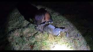 Harris Hawks First Time Lamping Rabbits Hunting Rabbits Falconry At Night Using CluBriter Sport [upl. by Marten]