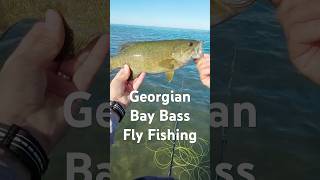 Bass on the Fly Fishing flyfishing flyfishinglife bassfishinglife bassfishing redington [upl. by Auhsej]