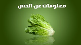 الخس الوصف النباتي والفوائد [upl. by Aliet133]