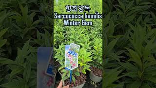 향회양목 Sarcococca humilis Winter Gem [upl. by Ezekiel390]