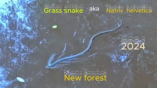 Grass snake aka Natrix helveticus New forest [upl. by Lock337]