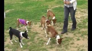 ＯＫドッグランでバセンジーのオフ会 Ⅱ Bsenjis meeting in the Dog park 2 [upl. by Odraode]