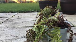 FERN PRUNINGDRYOPTERIS AFFINIS spring care [upl. by Ahsini988]