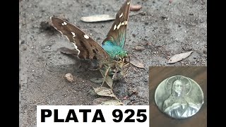 Los alebrijes me guiaron a una pizca de plata [upl. by Pellikka264]