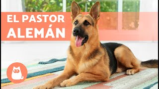 El perro PASTOR ALEMÁN 🐶 Origen Características Adiestramiento y Cuidados [upl. by Arot]