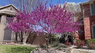 Best Plants for North Texas  Forest Pansy Redbud Tree [upl. by Ailehc254]