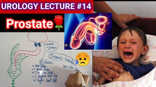 Urology surgery lecture 14 prostate BPH Prostate carcinoma zone gland [upl. by Acinor]