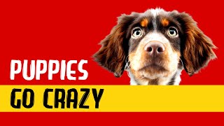 5 Sounds that Make your PUPPY Go Crazy [upl. by Alby]